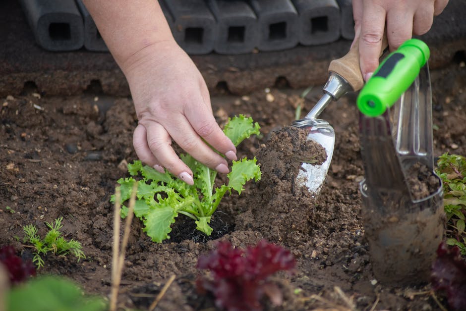 A guide to planting lettuce