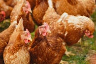 How to Raise Chickens on an Off-Grid Farm