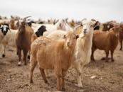 Goat milk cheesemaking