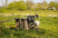 How to rear goats in an off-grid farm